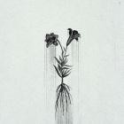 Penelope Trappes - A Requiem: AEternum