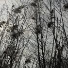 Aura Minimum - Mysterious Segments