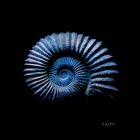 Bulah - Mass Extinctions