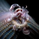 Bjork and Rosalia featuring Olof Dreijer - Oral (Olof Dreijer Remix)