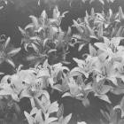 Altstadt Echo - A Muted Radiance