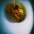 April + VISTA - Traditional Noise