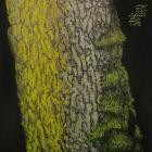 Alien Kin - The Avian Kin