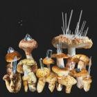 Impurity - Matsutake