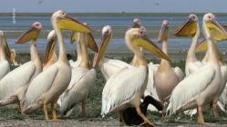 Die.Pelikan.Insel.-.Geheimnis.in.Russlands.Steppe.GERMAN.DOKU.WS.HDTVRip.x264-Pumuck