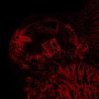 Impure Declaration - Of Veins, Tendons And Bones