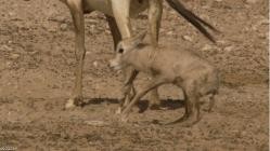 Wildes.Ueberleben.S01E03.Von.Natur.aus.wild.German.DOKU.WEB.H264-GWD