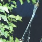 Vide - Decorated in spiderweb