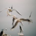 Jon'smu - ShopURL : https:hanagasumi-records bandcamp comalbumjonsmu-agera-12-lp