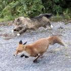 Devon Rexi meets John T  Gast - Breathstep