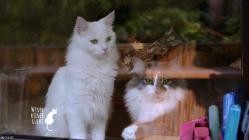 Wenn.keiner.guckt.-.Das.geheimnisvolle.Leben.unserer.Katzen.S01E02.German.DOKU.WebRip.x264-ATAX