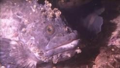 Planet.Ocean.S02E07.Ein.Meer.der.Fruchtbarkeit.German.DOKU.WEB.H264-GWD
