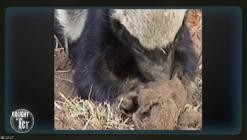 Die.Bestien.im.Auge.-.Die.Tierwelt.Afrikas.wie.Sie.sie.noch.nie.gesehen.haben.E05.GERMAN.DL.DOKU.2013.BDRiP.x264-PtBM