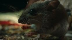 Nightmares.of.Nature.Wilde.Horrorgeschichten.S01E02.GERMAN.DL.DOKU.1080p.WEB.h264-HAXE