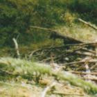 253 - Tucana