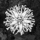 auszaat - Morast Menschlicher Worte