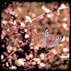 Awaiting Eschiel - Awaiting Eschiel