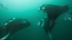 360.Grad.Geo.Reportage.E638.Malediven.im.Rhythmus.der.Riffmantas.GERMAN.DOKU.WS.HDTVRip.x264-Goodboy