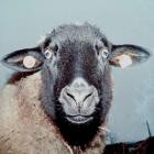 Elfi - Emo Deluxe EP