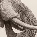 White Elephant - World Elephant Day