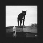 Si Dios Quiere - Si Dios Quiere