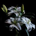 VA - Random Chapters