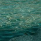 Donna Darnell - Silent Sea Bow