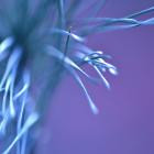 Ness - Moving Through Illusions