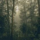 Goldmund - Light and Shade