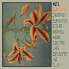 Xylitol - - Blumenfantasie  