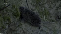 Expeditionen.ins.Tierreich.Die.Ostfriesischen.Inseln.Geboren.aus.Sand.GERMAN.DOKU.HDTVRip.x264-TMSF