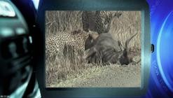 Die.Bestien.im.Auge.-.Die.Tierwelt.Afrikas.wie.Sie.sie.noch.nie.gesehen.haben.E02.GERMAN.DL.DOKU.2013.BDRiP.x264-PtBM