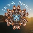 Lorquin's Admiral - Lorquin's Admiral