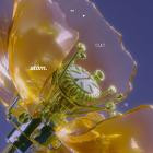 Cult - atom 10