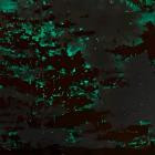 Organic Born System - Enchantement Pt 1