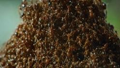 Nightmares.of.Nature.Wilde.Horrorgeschichten.S01E03.GERMAN.DL.DOKU.1080p.WEB.h264-HAXE