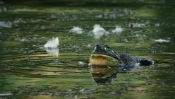 Nightmares.of.Nature.Wilde.Horrorgeschichten.S01E01.GERMAN.DL.DOKU.1080p.WEB.h264-HAXE