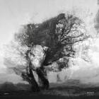 Swansither - Ronsack
