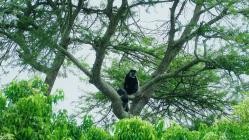 Afrikas.Berge.S01E02.Uganda.Ruwenzori.Gebirge.GERMAN.DOKU.WS.HDTVRip.x264-Goodboy