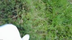 OnlyFans.23.09.13.English_Psycho.TS.Lily.Adick.Gets.Wood.In.The.Woods.XXX.1080p.MP4-SNiCKERS