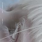 oqbqbo and Scandinavian Star - In This Together