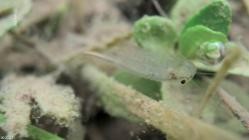 Eintauchen.ins.tiefe.Blau.E01.Unsere.Seen.im.Sueden.GERMAN.DOKU.WS.HDTVRip.x264-Goodboy
