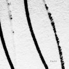 Norberto Lusso - Altered