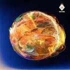 Woods of Birnam - Solaris