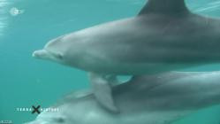 Terra.X.History.Tiere.im.Krieg.Spione.Boten.und.Kaempfer.GERMAN.DOKU.HDTVRip.x264-TMSF