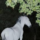Alice Hebborn feat  Nao Momitani - Saisons