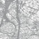 Black Rain - Obliteration Bliss