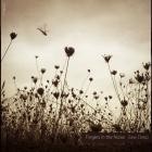 Fingers In The Noise - Saw Deep