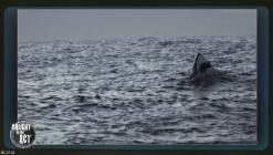 Die.Bestien.im.Auge.-.Die.Tierwelt.Afrikas.wie.Sie.sie.noch.nie.gesehen.haben.E06.GERMAN.DL.DOKU.2013.BDRiP.x264-PtBM