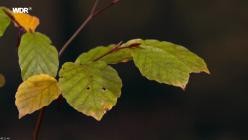 Erlebnis.Erde.Herbstwelten.GERMAN.DOKU.1080p.WEB.x264-TMSF